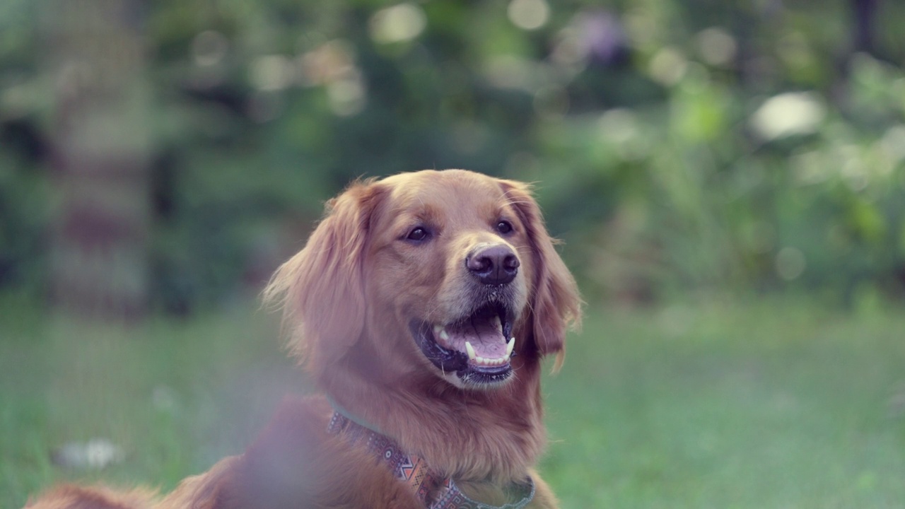 金毛猎犬肖像视频视频素材