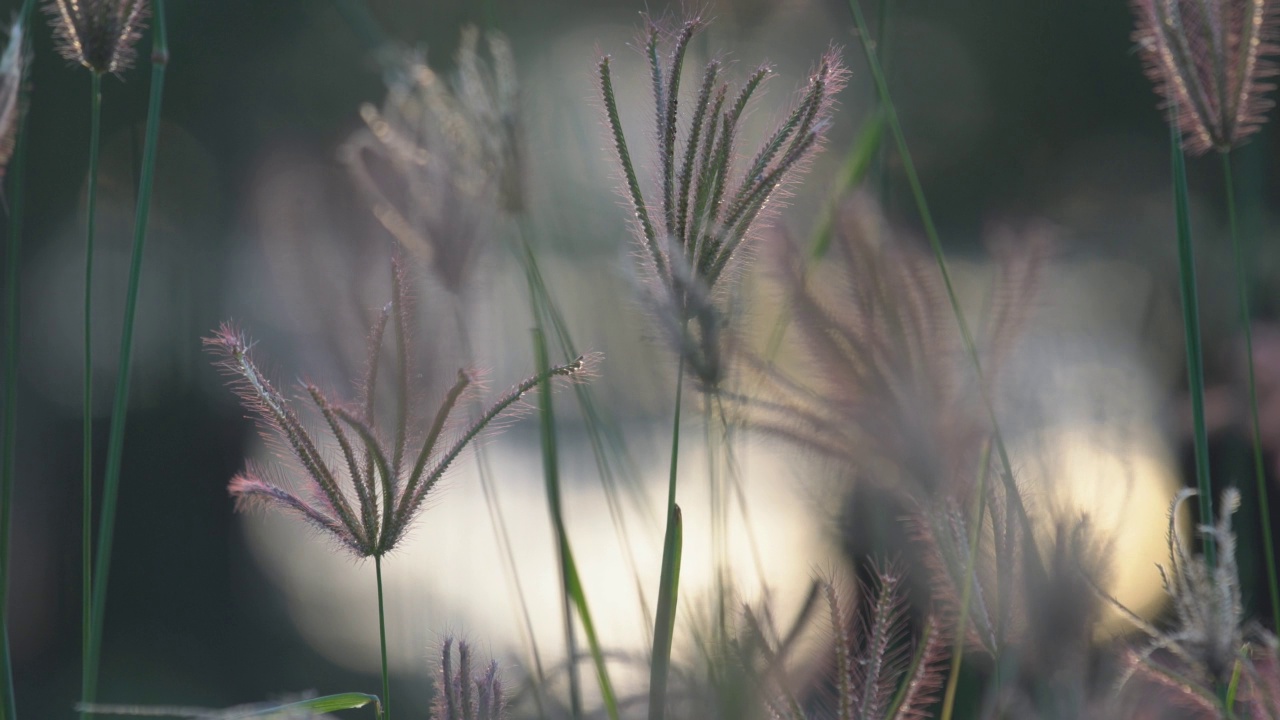 芦苇草的花视频素材