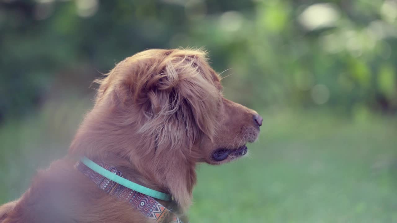 金毛猎犬转向镜头视频素材