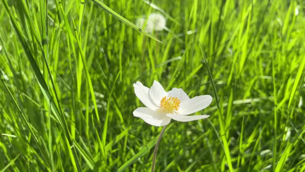 绿草草坪上的白色春花银莲花。银莲花，雪花莲，风花。视频素材