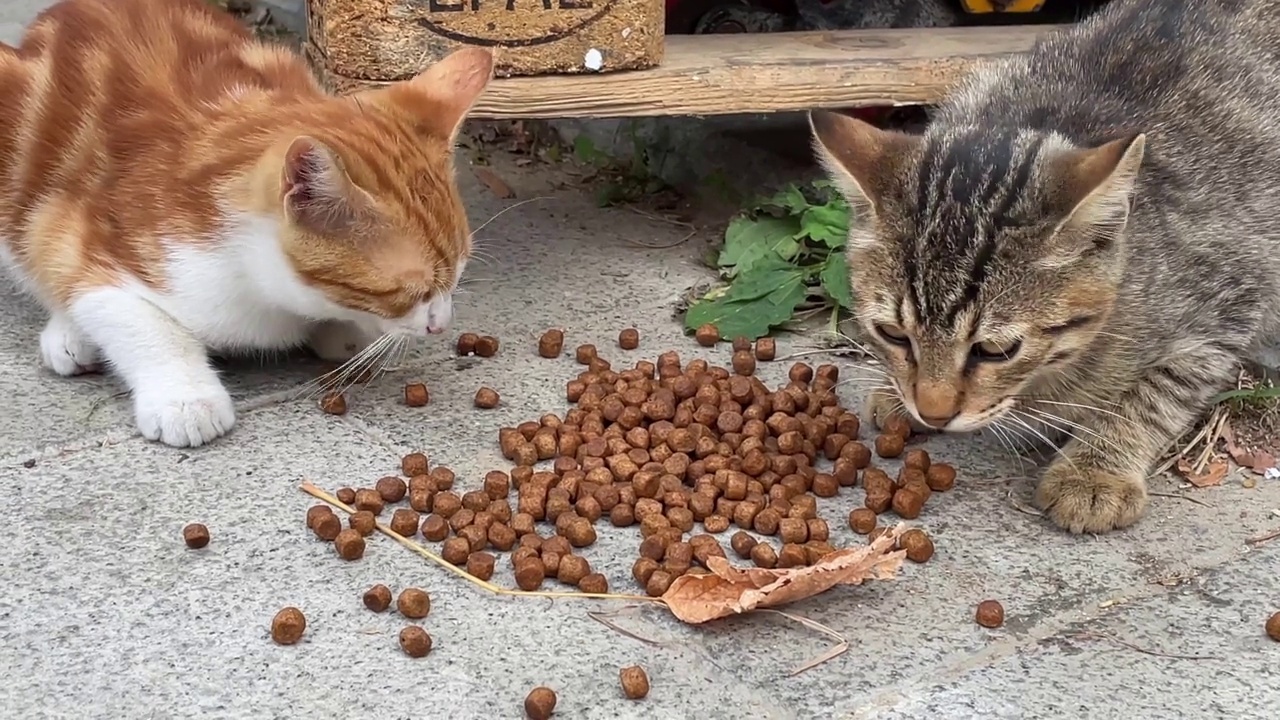 无家可归的猫动物在外面吃干粮。小猫在喂食时四处张望。无家可归的猫在街上吃东西。动物志愿者帮助流浪动物。近距离视频素材