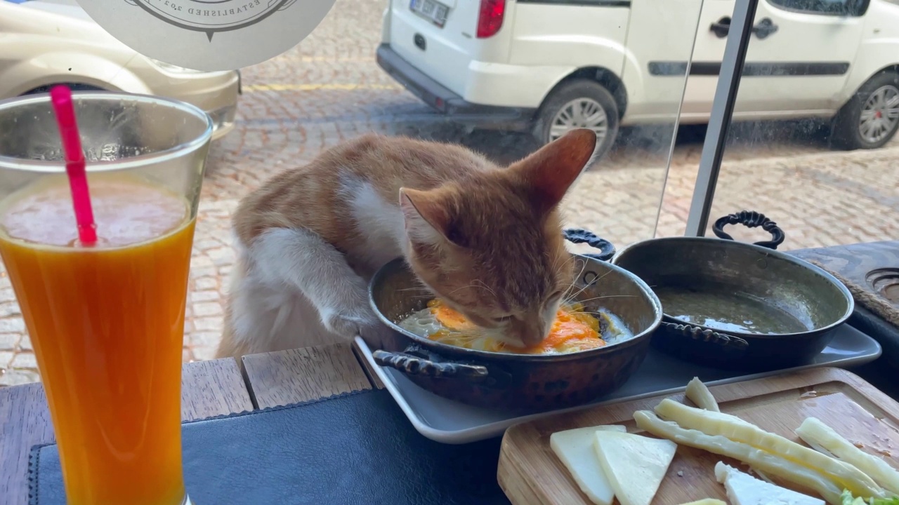 无家可归的红小猫在咖啡馆偷桌子上的食物。猫从锅里吃鸡蛋。流浪动物饥饿。照顾被遗弃的宠物。视频素材