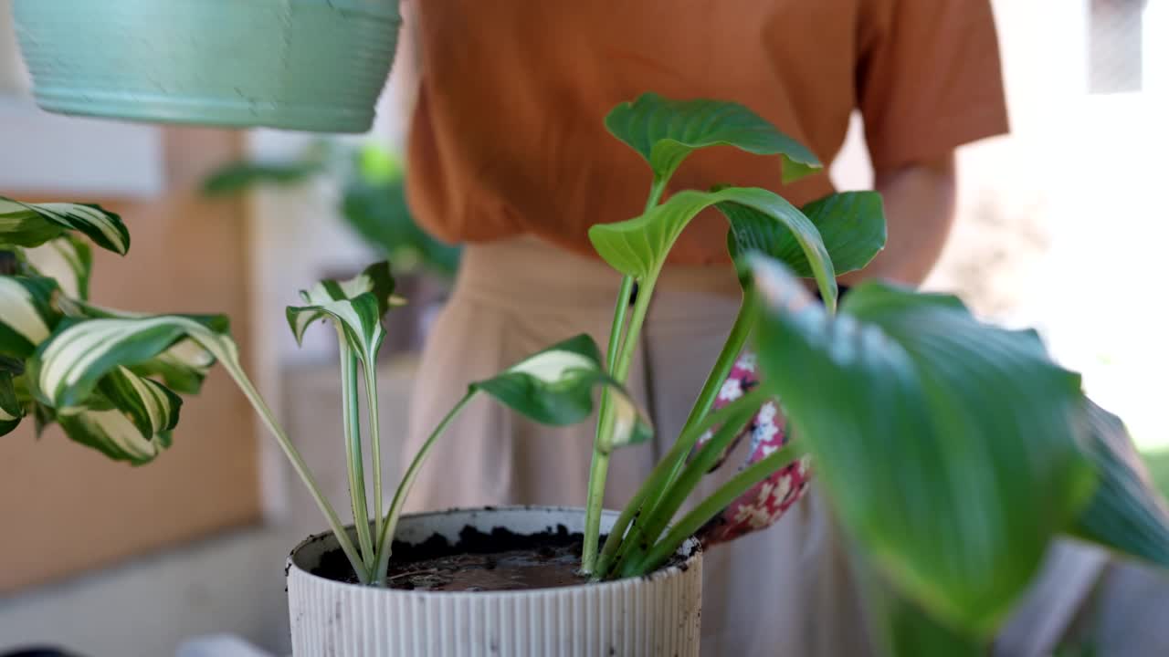 花培育视频素材