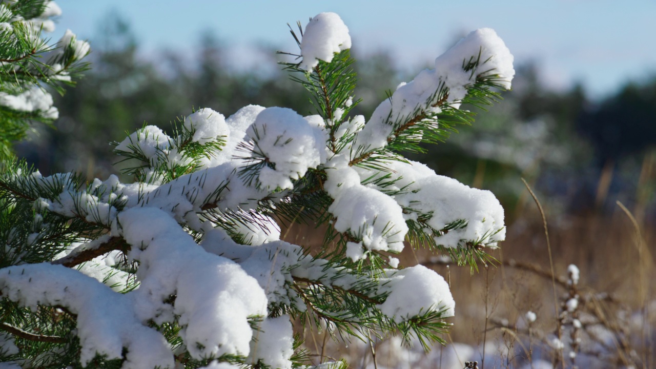 雪躺在松树的树枝上晒太阳。森林中的云杉。视频素材