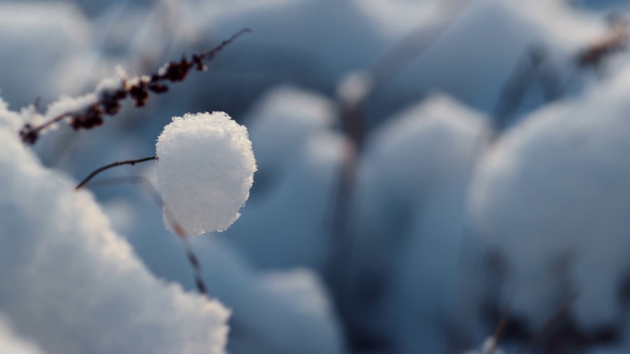 白雪下的冻草。干杂草覆盖白霜的田野视频素材