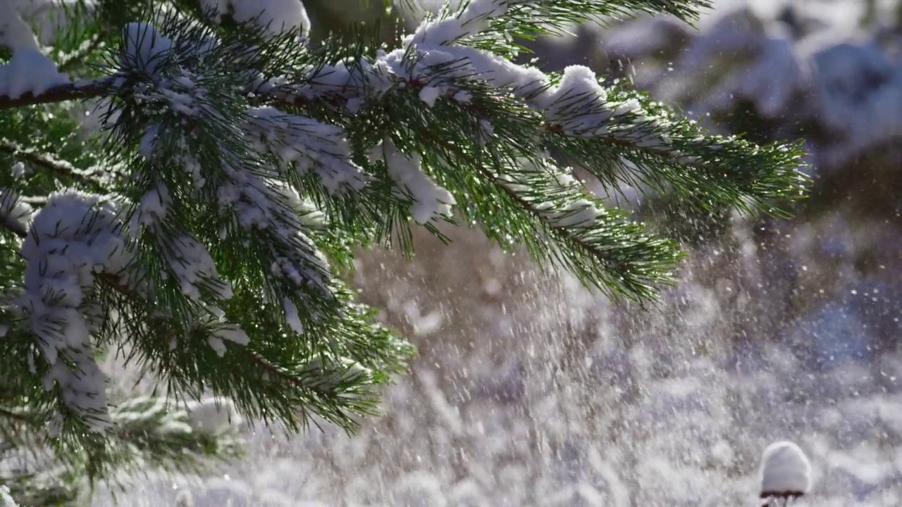 白雪覆盖的云杉枝在冬天的阳光接近。白雪皑皑的冷杉树。视频素材