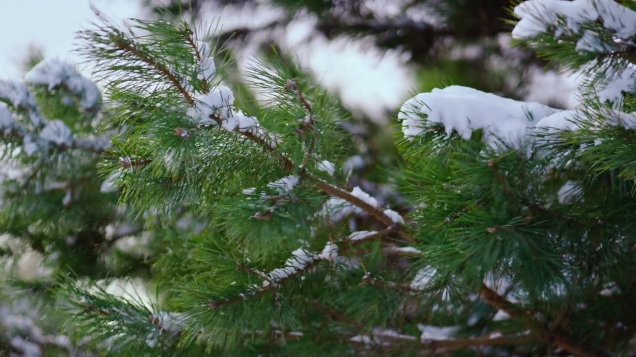 云杉的树枝抖掉了雪白的雪近。森林里被雪覆盖的杉树。视频素材