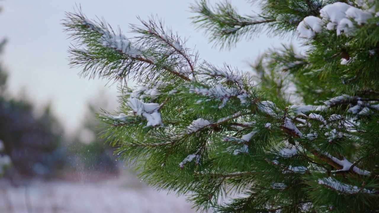 针叶树的针叶把雪盖得严严实实。云杉树甩掉柔软的雪花。视频素材