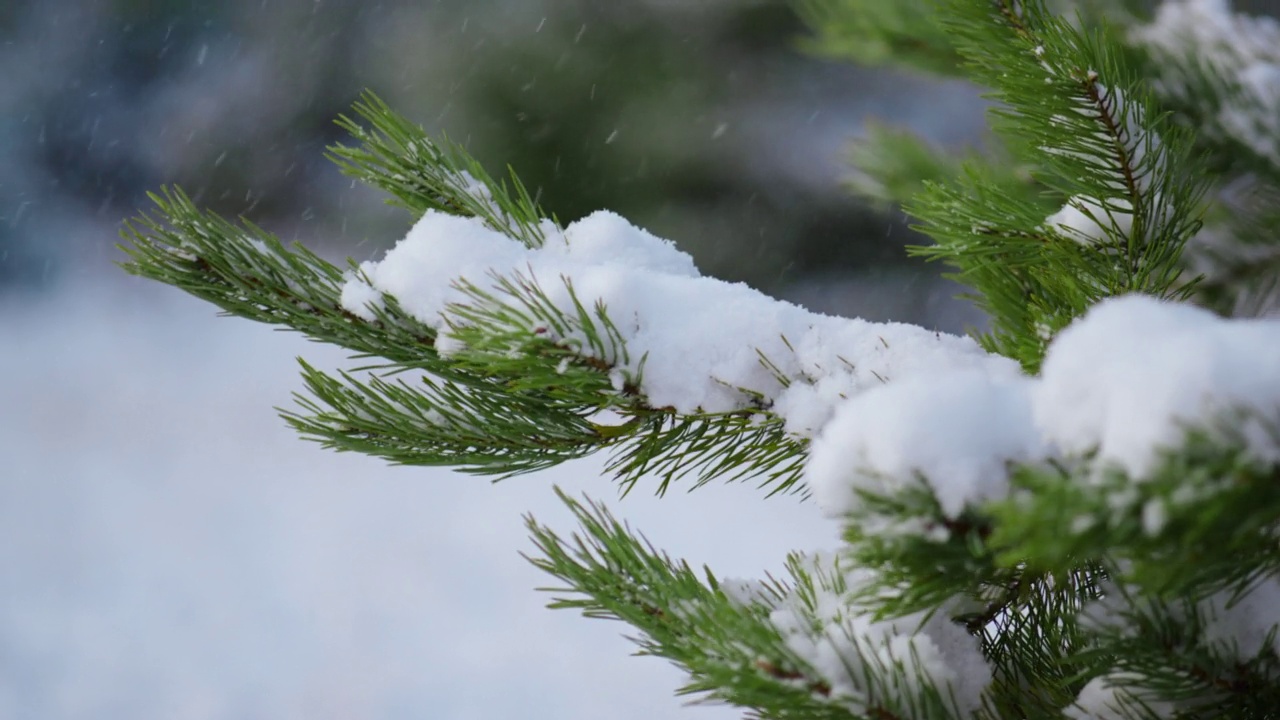 松枝紧紧地把雪盖住。被雪封住的云杉树枝上飘落的雪花视频素材