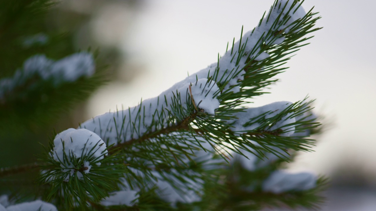 特写雪覆盖的云杉树枝。白色蓬松的雪躺在杉树的树枝上。视频素材