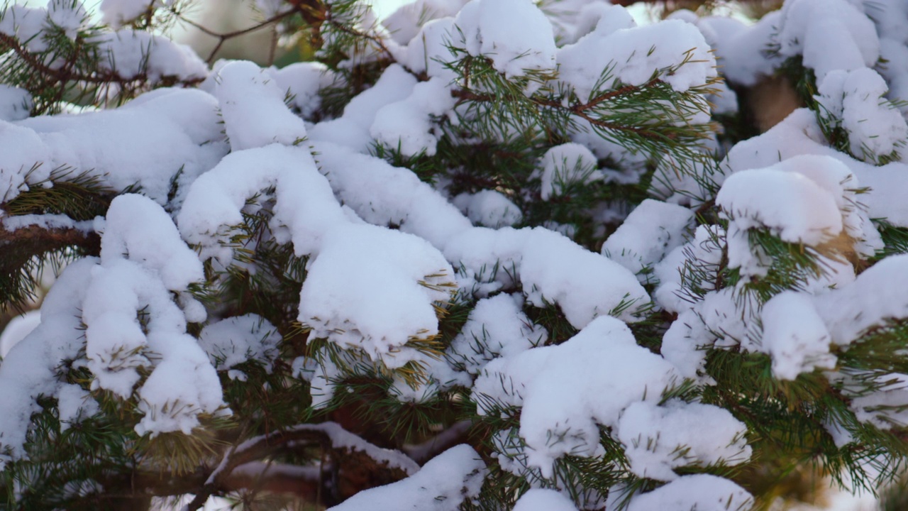 近距离积雪覆盖的云杉树枝在霜冻的冬天。雪覆盖了树枝视频素材