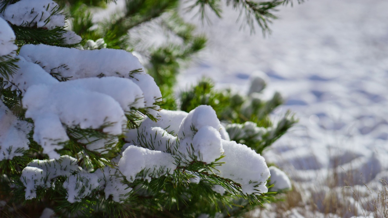 在寒冷的冬日阳光下，长满绿针的松枝被雪覆盖视频素材