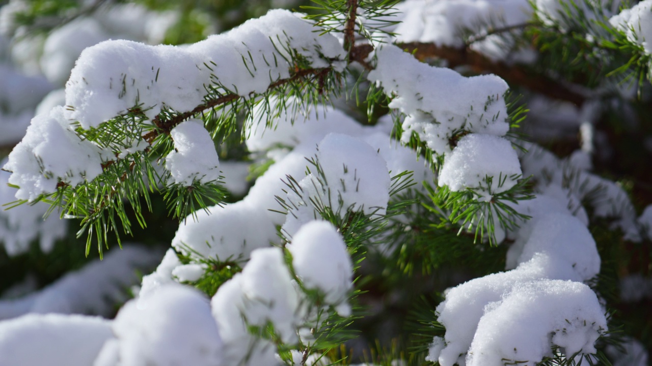 冬天被雪覆盖的云杉针叶。雪躺在绿色的杉树上视频素材