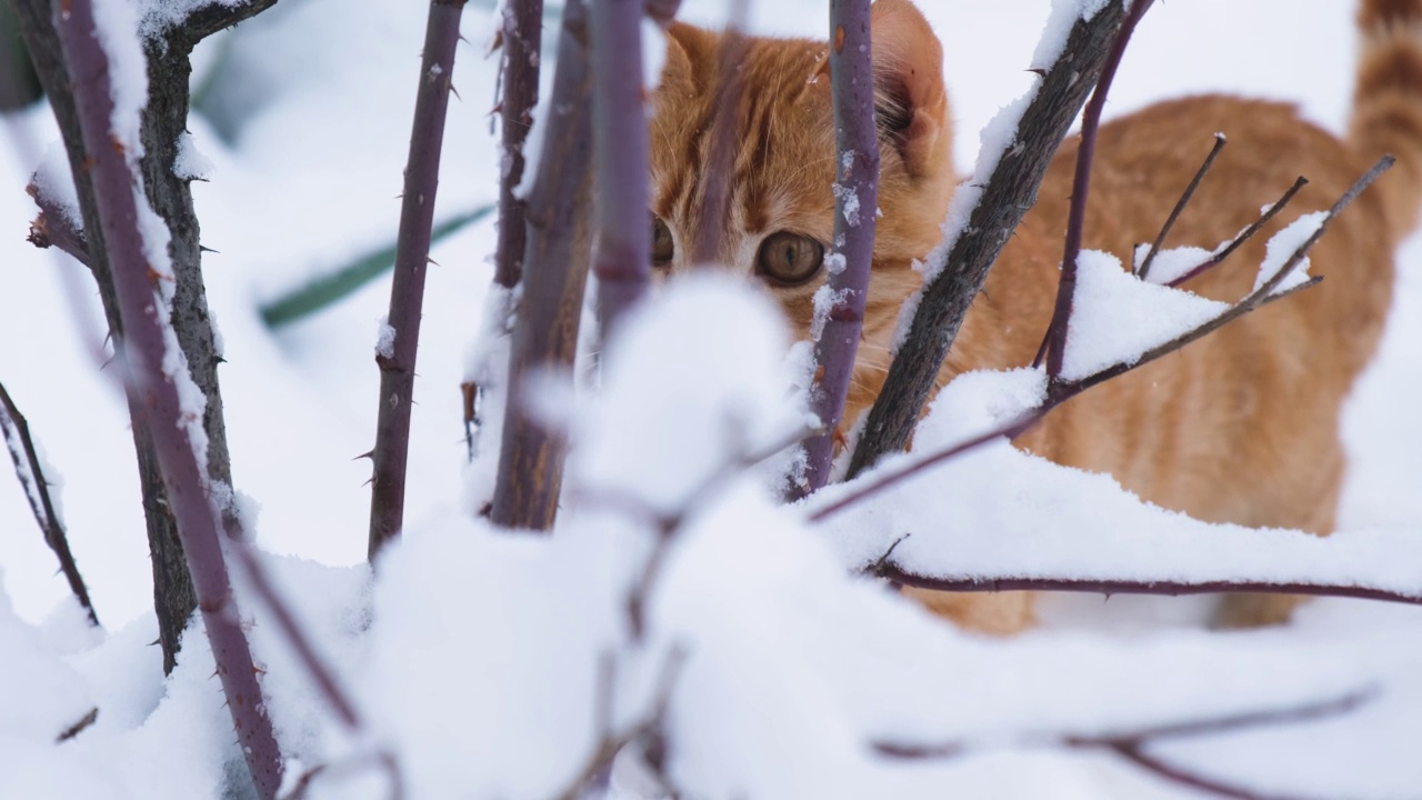 红雪猫。一只带条纹的姜黄色小猫第一次在雪地里走。视频素材