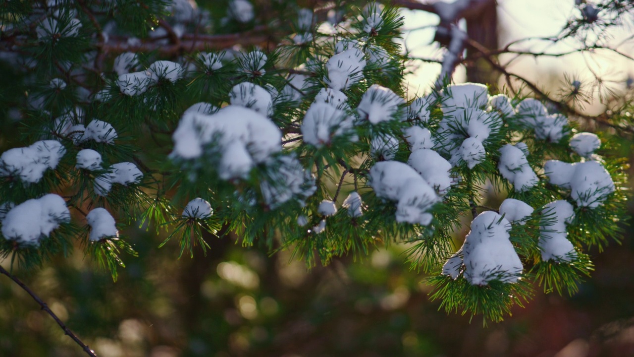 绿色的被雪封住的云杉树枝在风中摇曳。阳光明媚的冬天的风景。视频素材