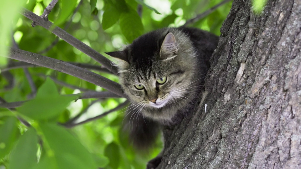 漂亮的灰猫坐在树枝上的特写镜头视频素材