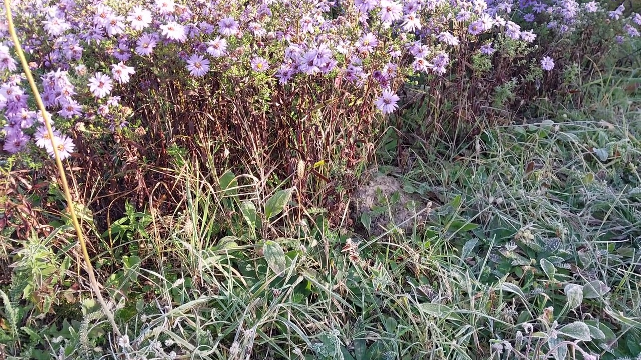 清晨的白霜笼罩着花园里秋天的植物视频素材