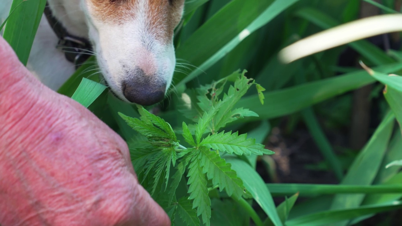 训练服务犬搜寻大麻植物。视频素材