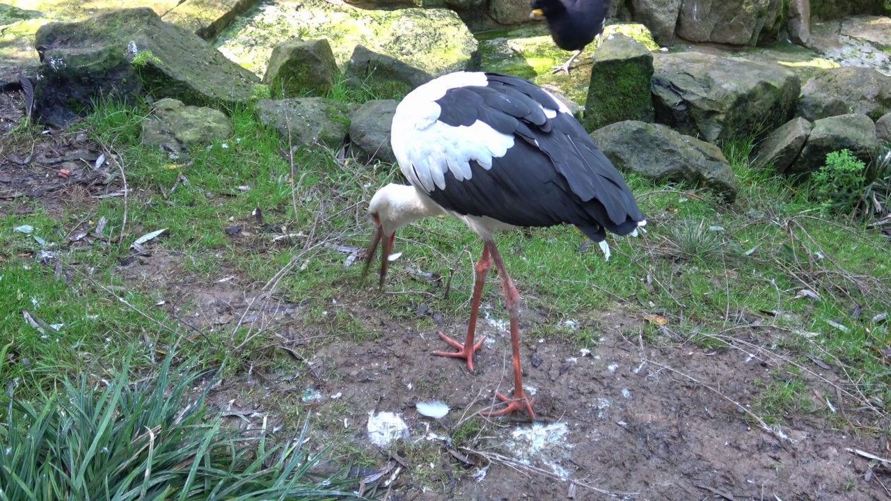 白鹳(Ciconia Ciconia)在草丛中寻找食物视频素材