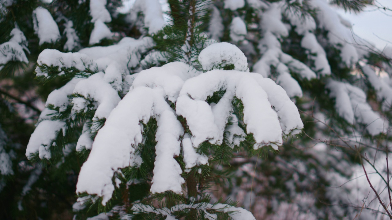 雪杉树树枝下一层柔软的雪花特写。云杉雪覆盖视频素材