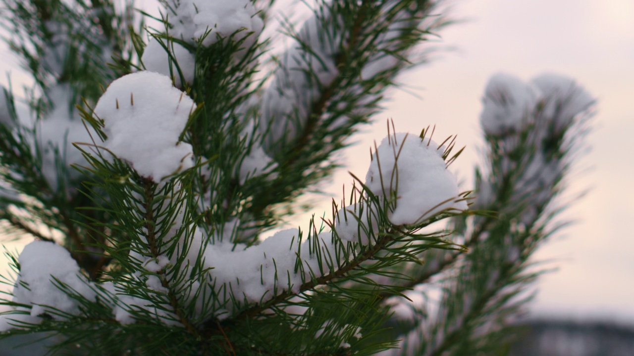 积雪覆盖的杉树针叶在冬日的寒风中摇曳。雪躺在树枝上。视频素材