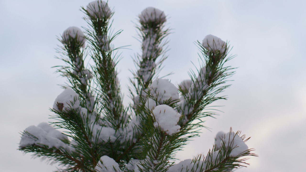 特写雪覆盖的云杉顶对着冬天的天空。森林中的针叶树。视频素材