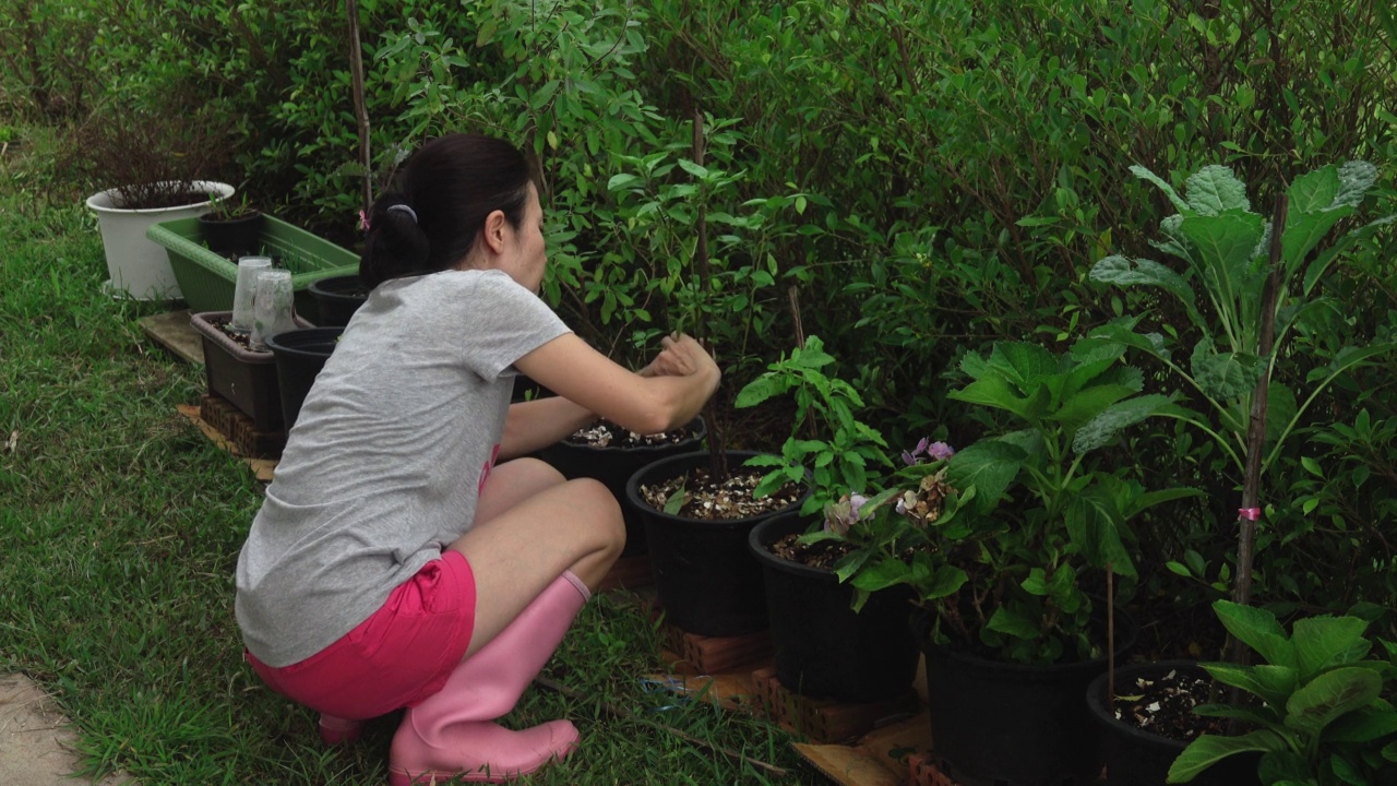 女人在花盆里种树视频素材