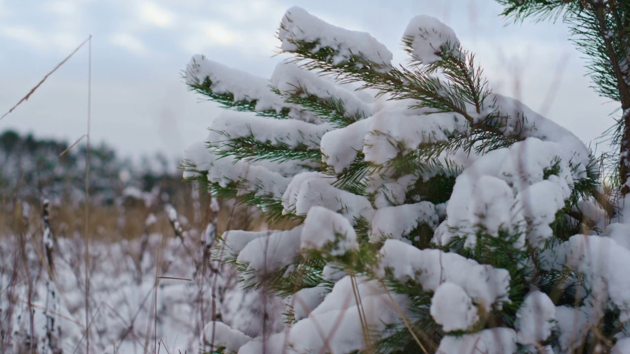 积雪覆盖的云杉枝在冬天接近。白色柔软的雪躺在杉树上视频素材