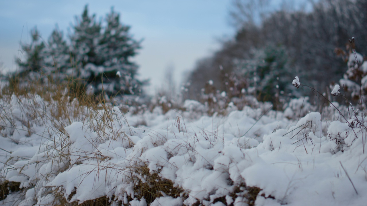 雪景干草近森林冬季天近。背景的梳理。视频素材