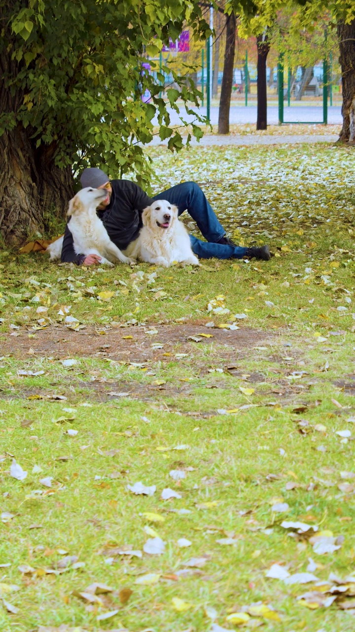 中年男子和两只金毛猎犬在公园里散步，玩起了可爱的游戏。视频素材