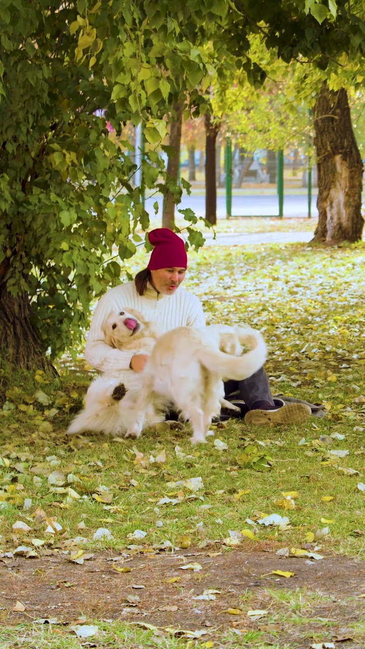 垂直视频中，一名中年男子和两只金毛猎犬在公园里散步，玩得很可爱。视频素材