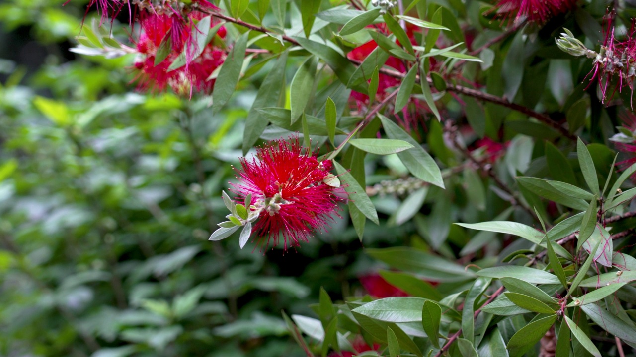 美丽的红色瓶刷花和绿色的叶子。Callistemon vimidinalis视频素材