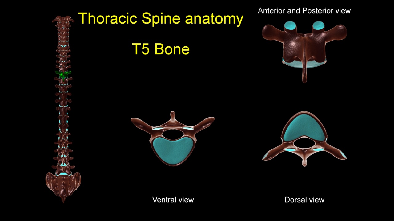胸椎t5骨解剖医学概念3D动画视频素材