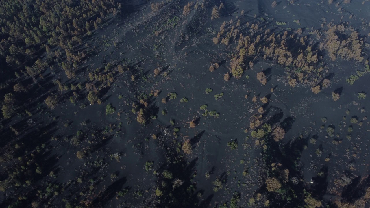 火山喷发。塔乔盖特火山灰烬覆盖的卡纳利松林鸟瞰图(Cumbre Vieja)视频素材