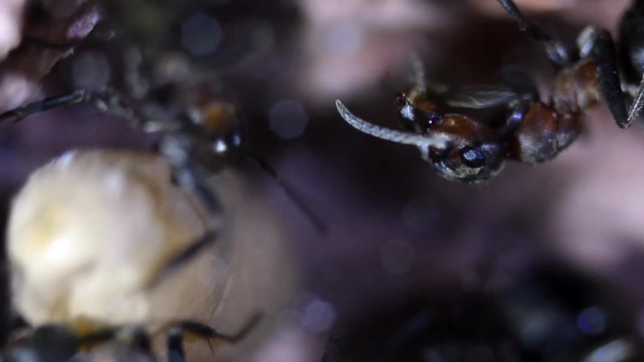 人工蚁丘中的蚂蚁和蛹视频素材