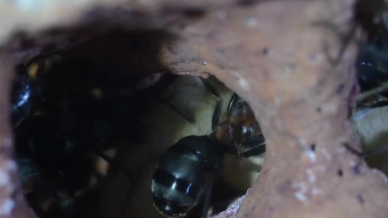 人工蚁丘中的蚂蚁和蛹视频素材
