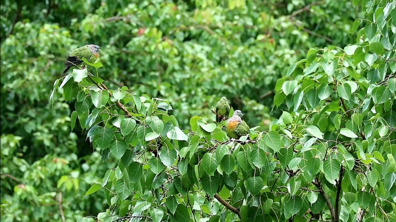 一群淋过雨的橙胸绿鸽子在菩提树上整理羽毛的画面视频素材