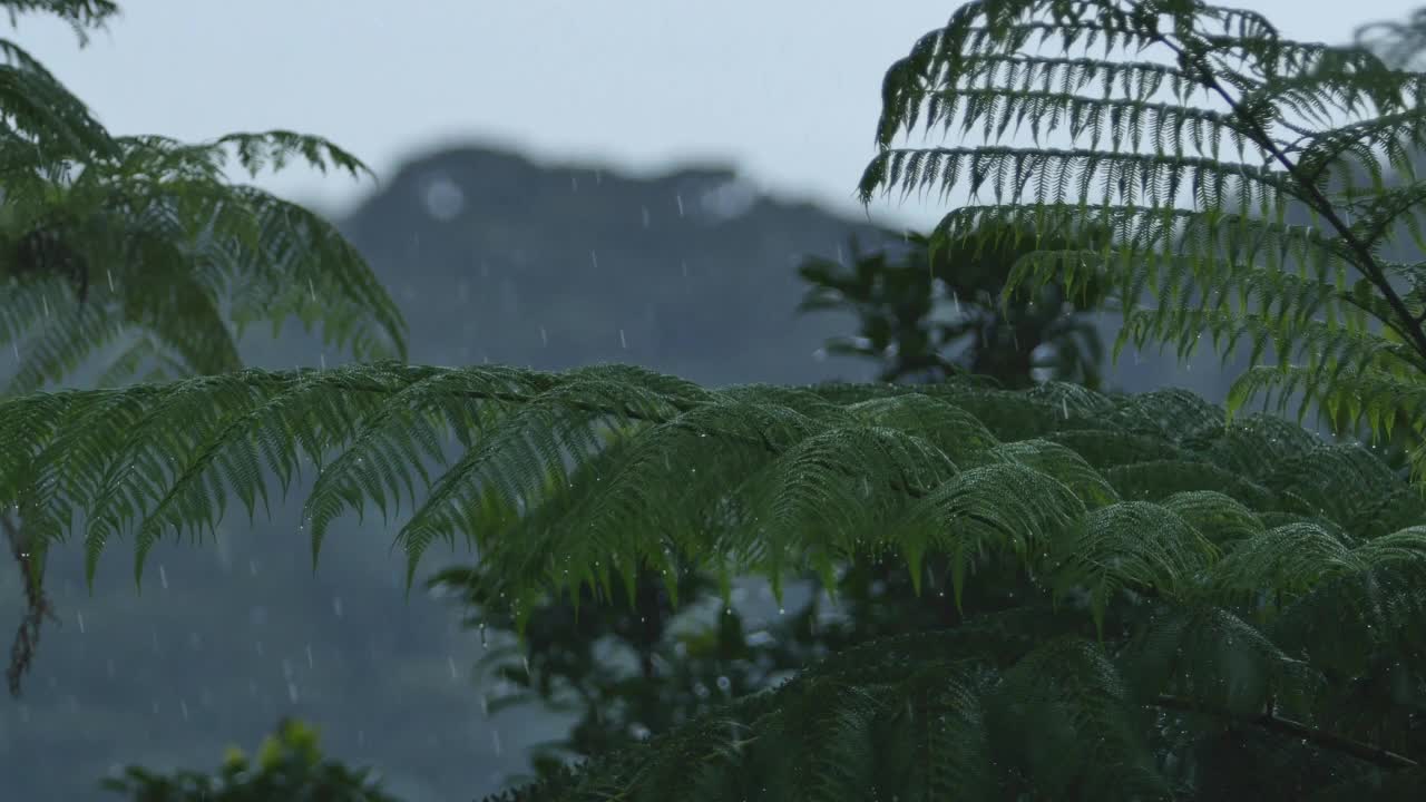 波多黎各的El Yunque国家森林视频素材