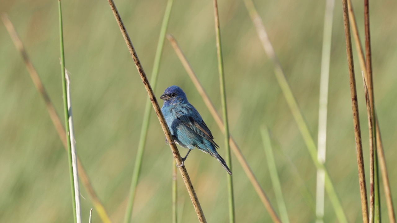 Indigo Bunting，墨西哥视频素材