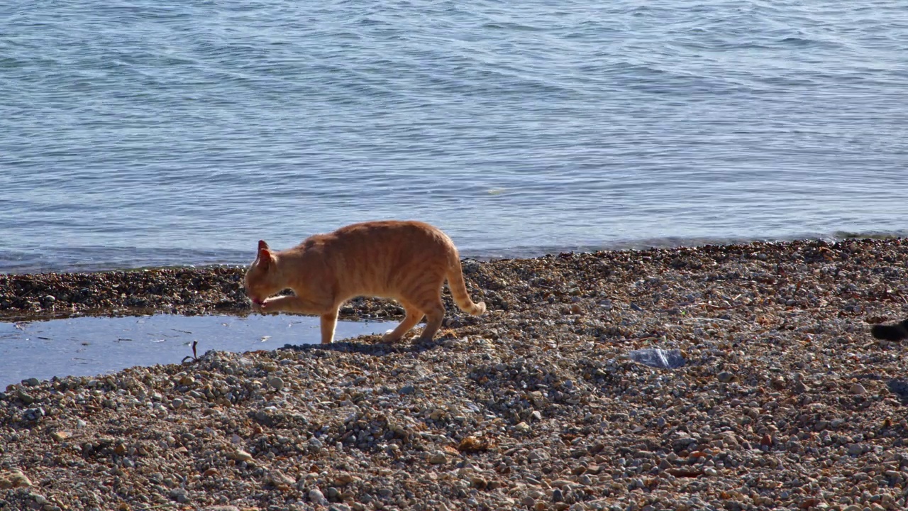 走在海边的流浪猫视频素材