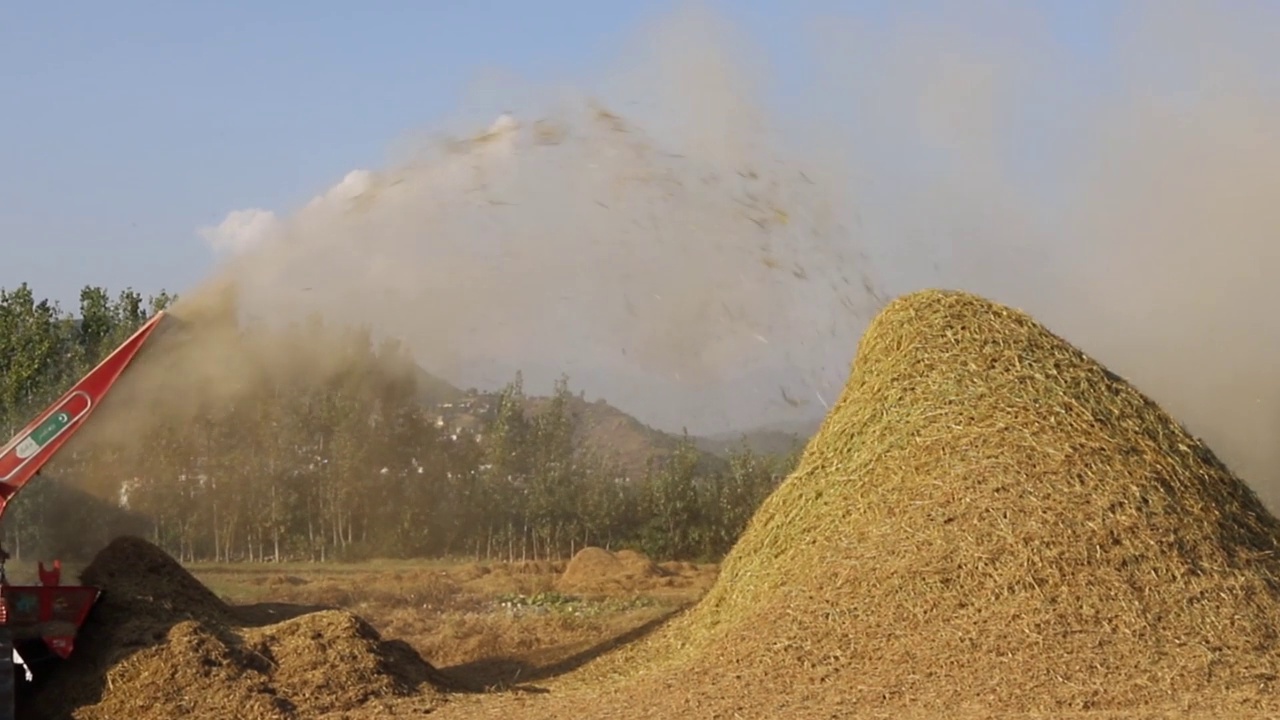 利用脱粒机在田间进行水稻收割视频素材