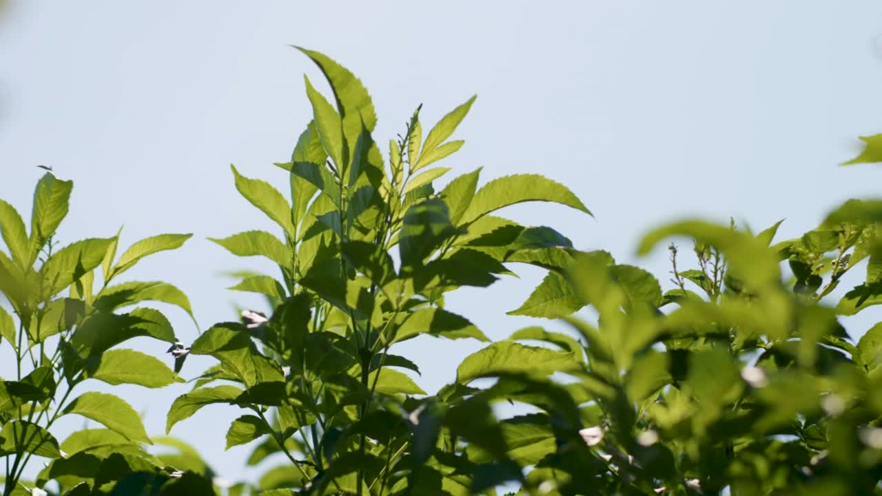 天空背景上的绿色树顶在风中飘扬视频素材