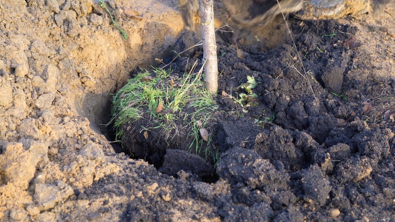 园丁把果树用来种植的袋子里剩下的土抖掉。一棵移植的苹果树矗立在一个坑里。视频素材