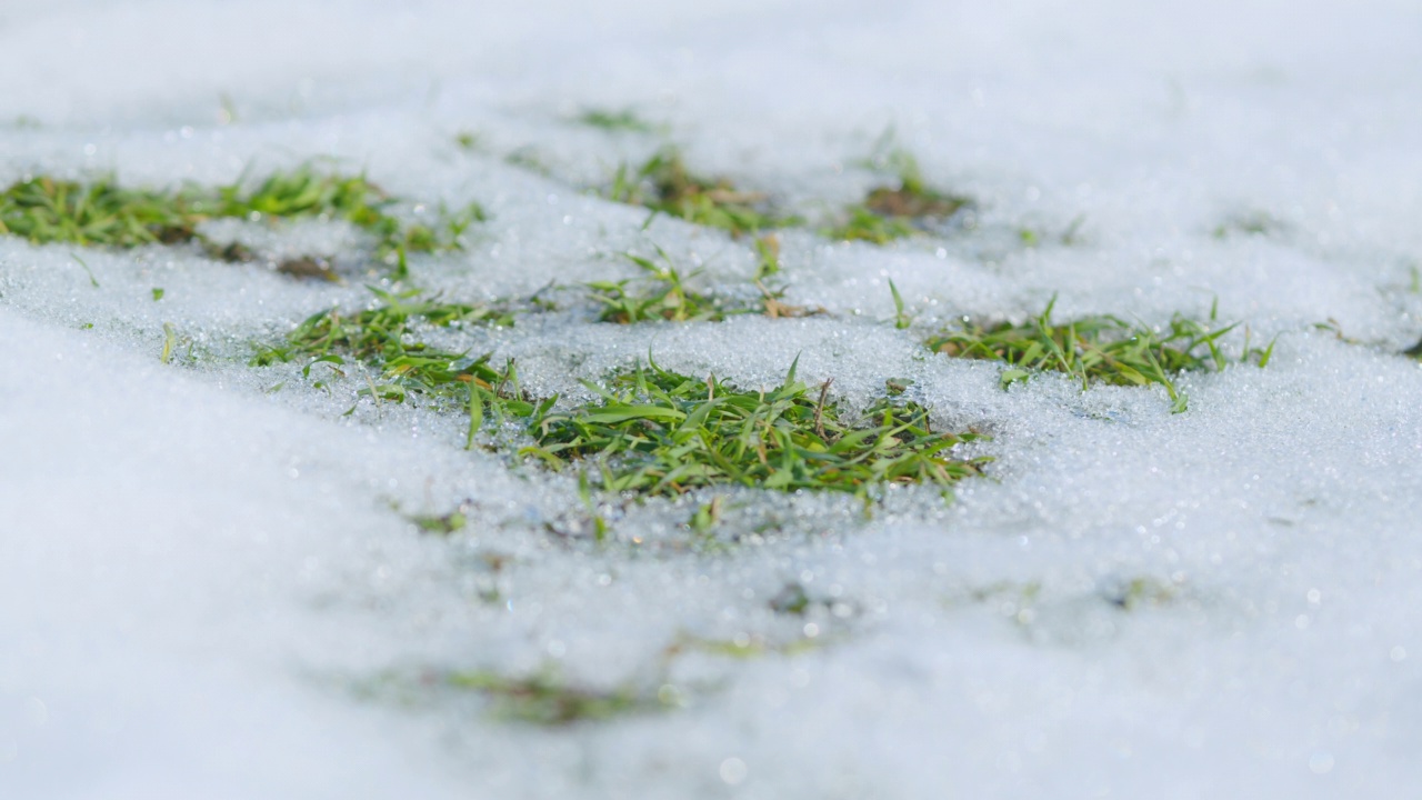 绿色植物生长在雪下。种植作物的概念。宏观的观点。视频素材