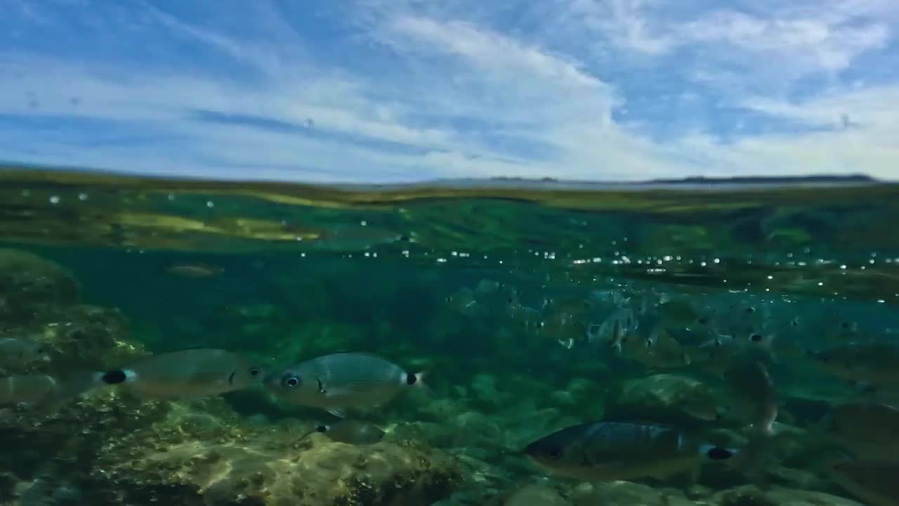 在法国科西嘉岛清澈的浅水中游泳的鲷鱼的浅滩的分割一半水下视图。慢动作视频素材