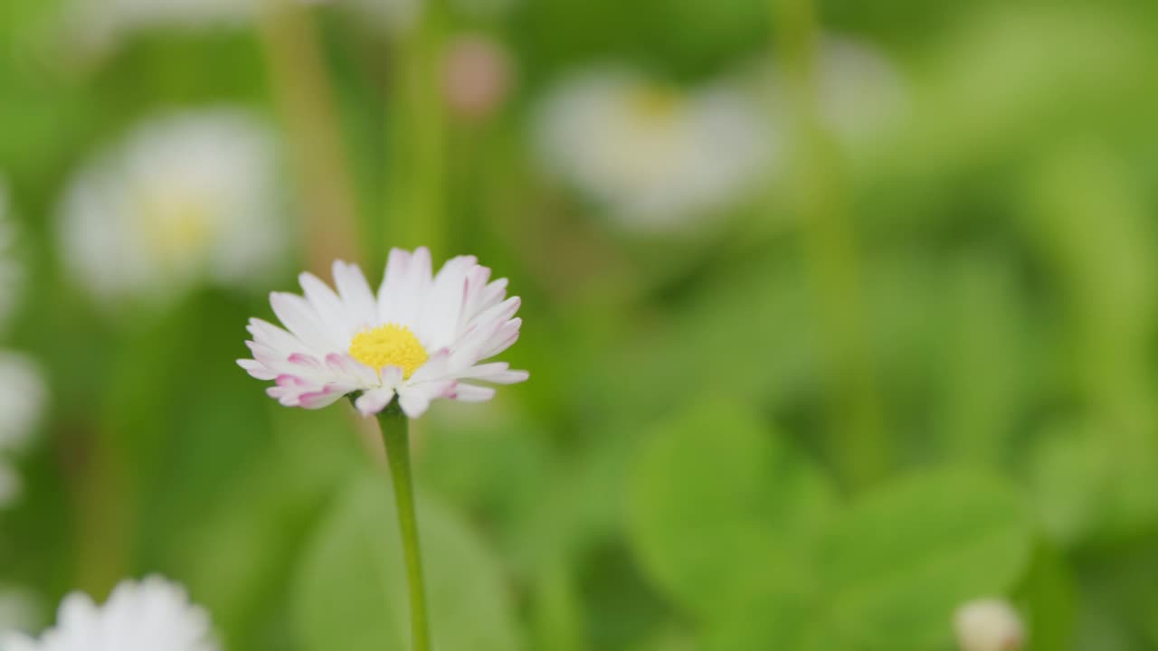 柔和的甘菊花在风中摇曳。在美容中的应用。关闭了。视频素材