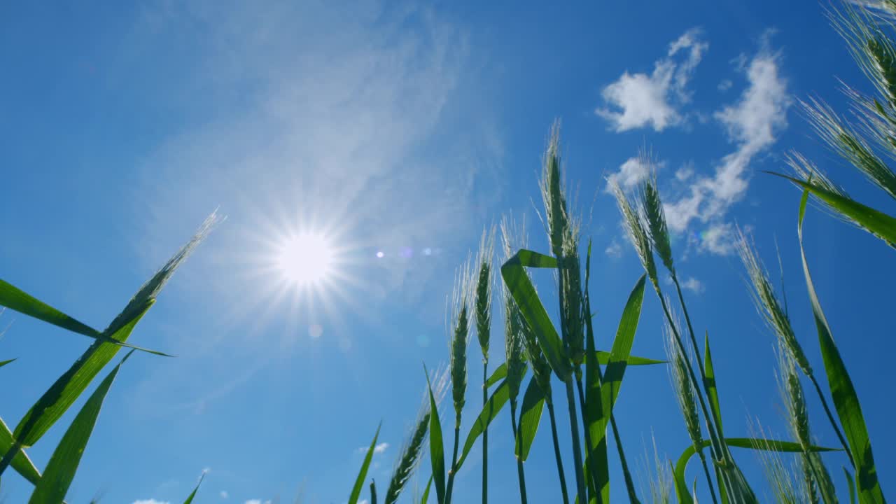 吹着风的麦田。低anlgle视图。美丽的蓝天。农业产业技术创新。完美的自然背景。视频素材