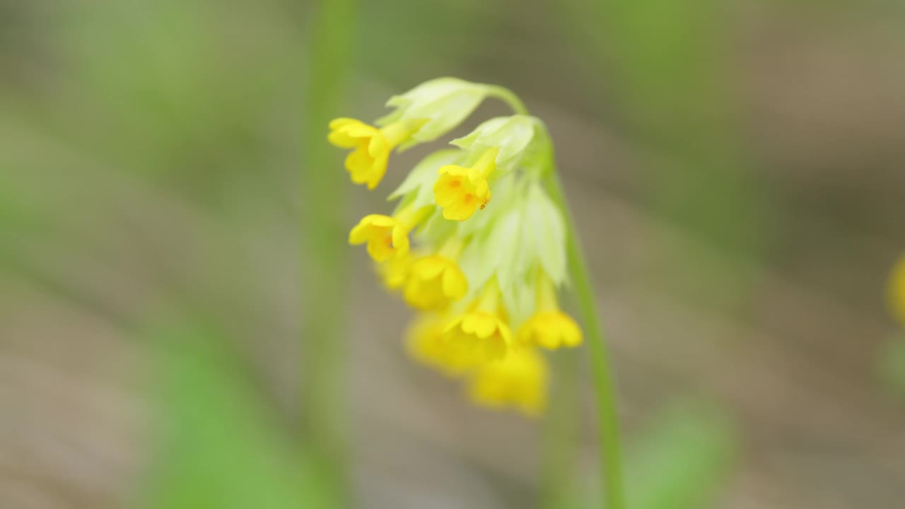 报春花或樱草。黄色的野报春花在树林里盛开。该物种原产于欧洲大部分温带地区。关闭了。视频素材