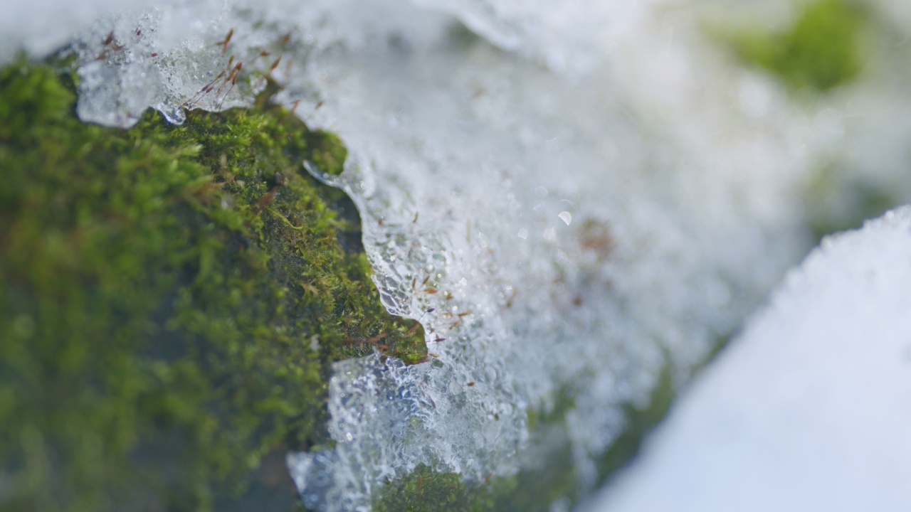 阳光在雪下的青苔上闪烁。关闭了。视频素材