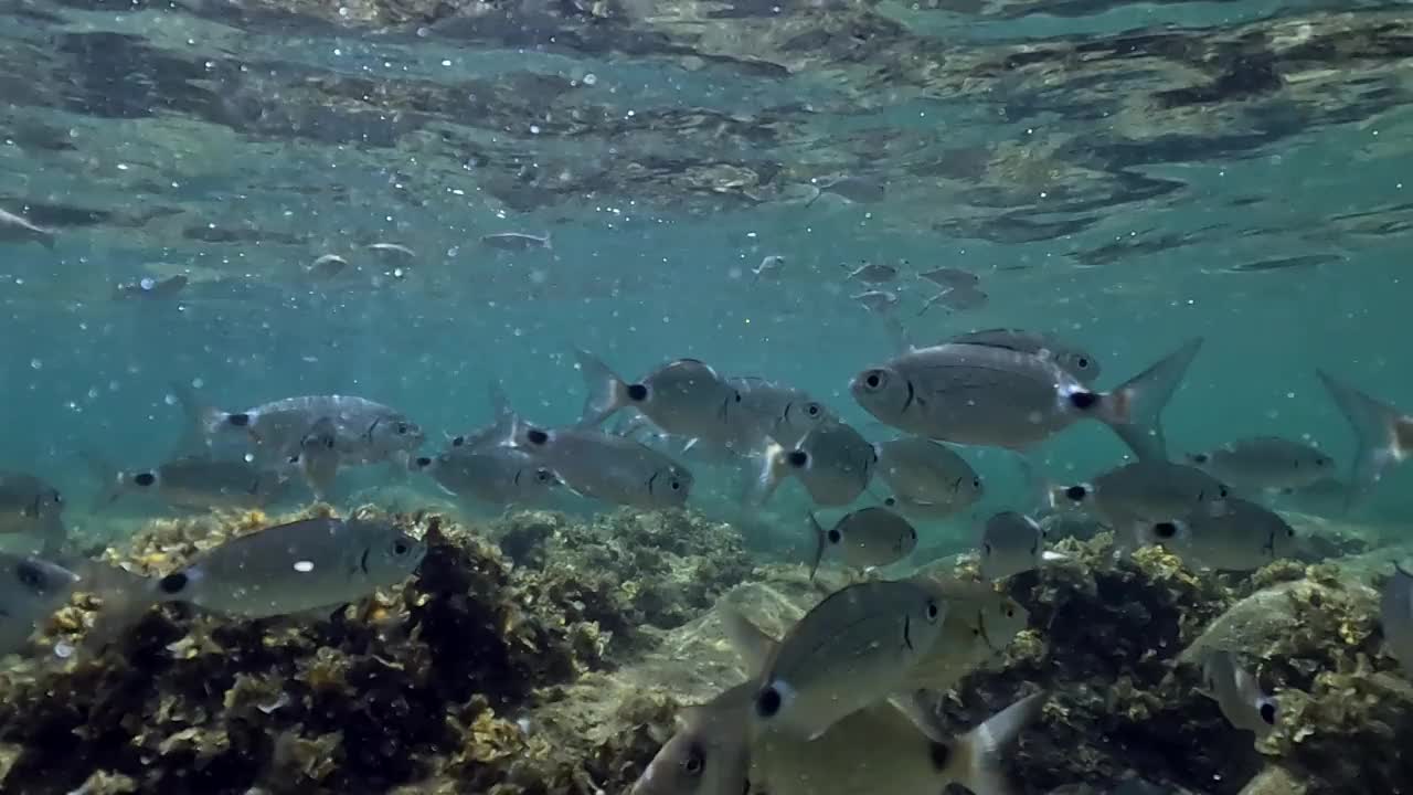 法国科西嘉岛清澈的浅海中，一群鲷鱼在水下游动。慢动作视频素材